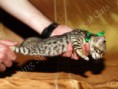/album/litter-a-studio-photos-at-4-weeks-old/amazon-www-esbbengalcat-8-jpg1/